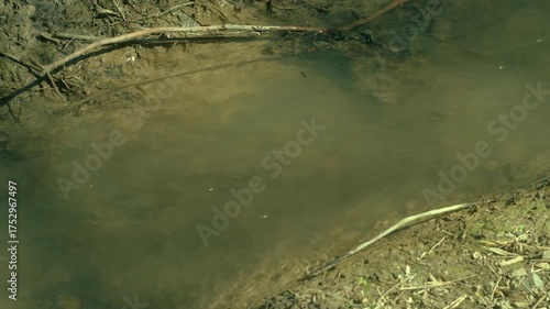 A cold spring stream flows along the ground. Water from melted snow flows down the mud.