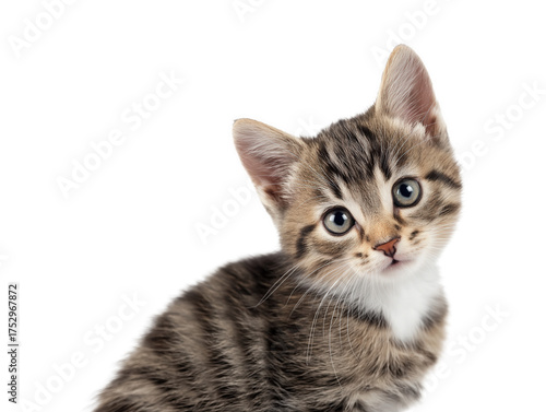 New born little cat, kitten face isolated, young kitten facing forward, adorable kitten close-up portrait, isolated on a transparent background, professional pet photography