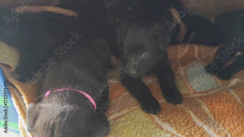 Puppies family. Dog shelter. Pets little cute black puppy and his friends. Animal life dogs adopt.