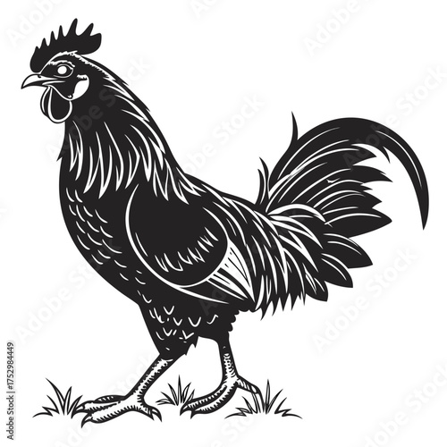 Rooster isolated on white background, a vector illustration of the farm bird or cockerel