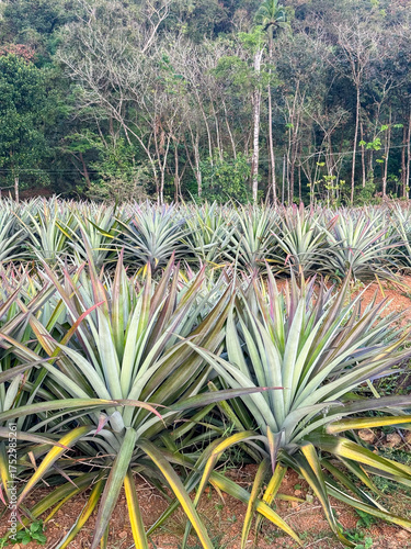 Sustainable Pineapple Plantations in Kerala Hills, India