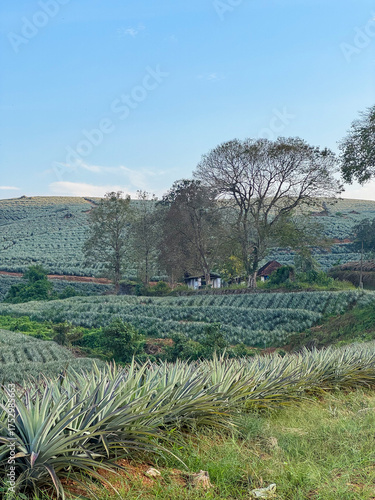 Sustainable Pineapple Plantations in Kerala Hills, India