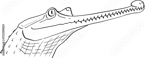 hand drawn cartoon illustration of a gharial.