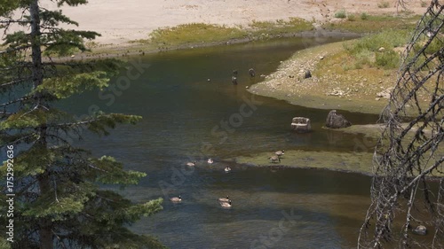 Wild geese swimming and resting on the river shore