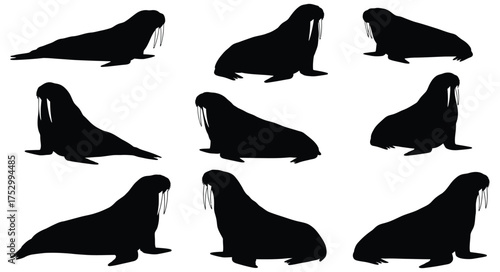 Nine walrus silhouettes showcased in various poses against a white backdrop