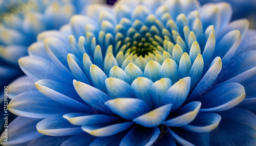 close up of blue flower