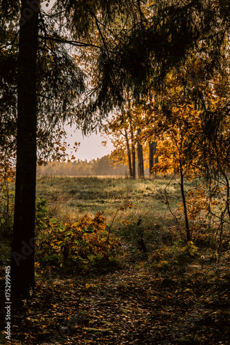 A Sunlit Autumn Meadow Seen from the Edge of a Dark Forest