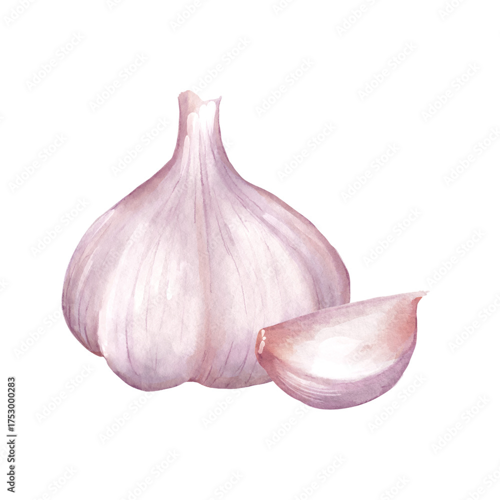 Fototapeta premium Watercolor illustration of white garlic bulb and single detached clove