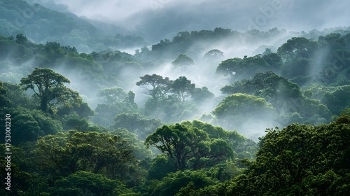 Lush Tropical Rainforest Canopy Surrounded by Mist and Fog