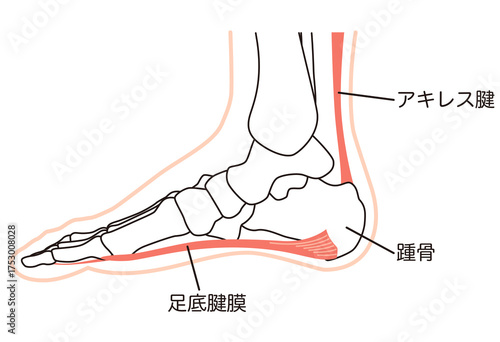 足底筋膜　足底腱膜　足底筋膜炎　足の筋肉