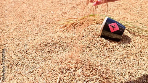 The harvest of rice is exposed to the sun in autumn