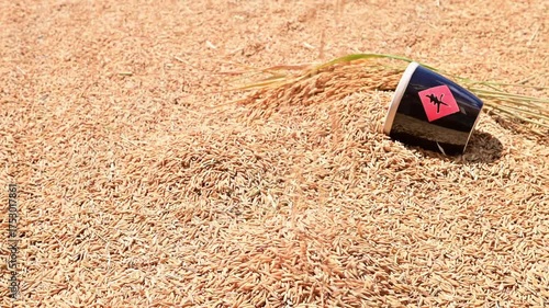 The harvest of rice is exposed to the sun in autumn