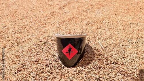 The harvest of rice is exposed to the sun in autumn