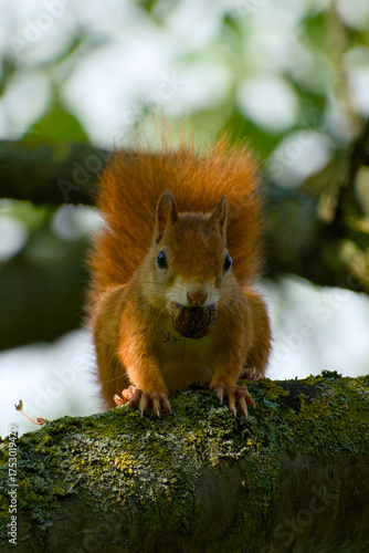 Wallpaper Mural Red squirrel perching on a tree branch holding a walnut in mouth close-up	 Torontodigital.ca
