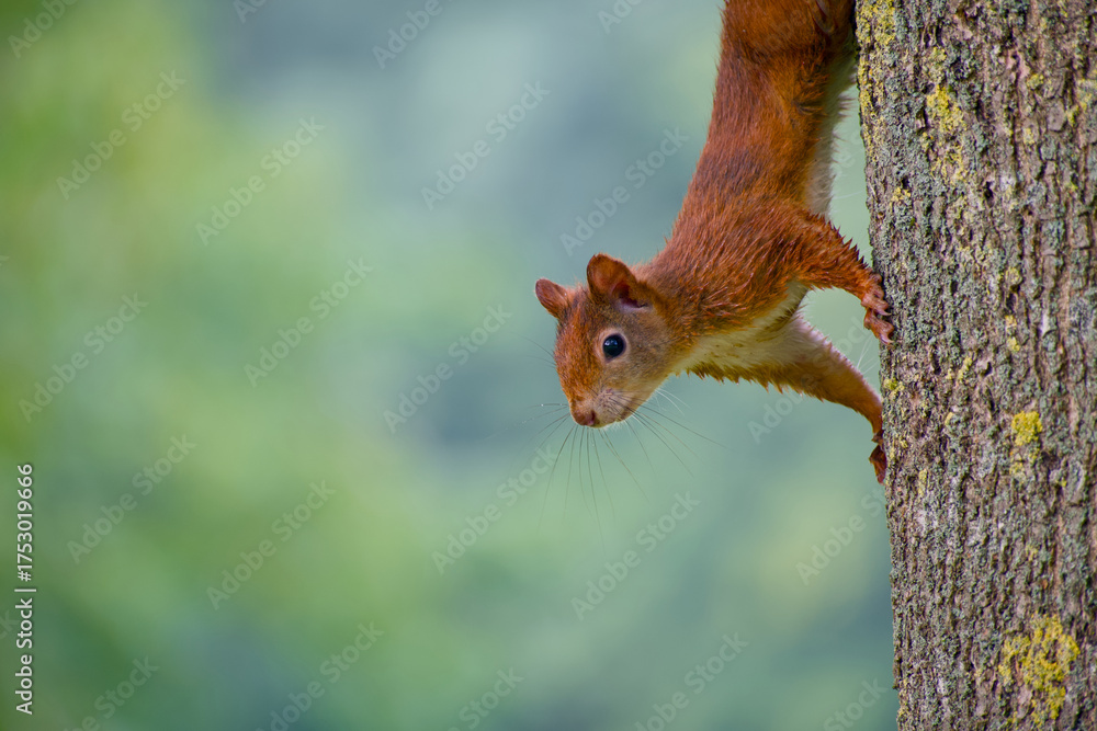 custom made wallpaper toronto digitalRed squirrel perched on tree trunk with blurred background