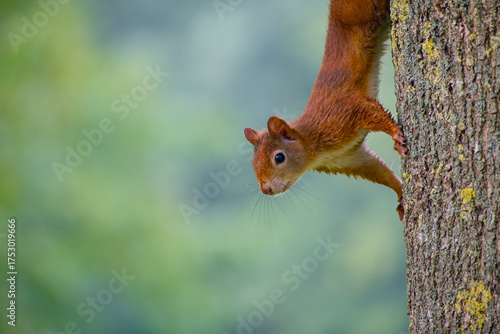 Wallpaper Mural Red squirrel perched on tree trunk with blurred background Torontodigital.ca
