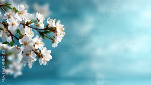 This image features clusters of white blossoms gracefully displayed against a soft blue background, capturing the essence of purity and tranquility in nature.