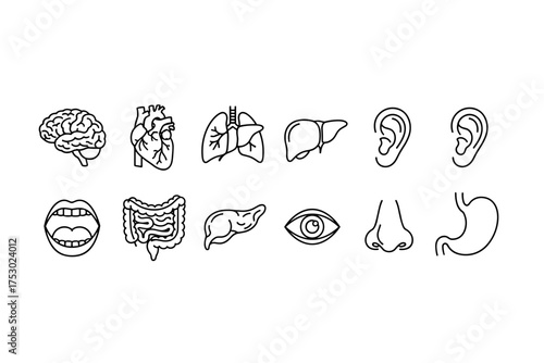 Human body organs line icon set. Anatomy vector illustration collection. Brain, heart, lungs, liver, stomach, intestines, eye, ear, nose, mouth. Medical and health symbols.
