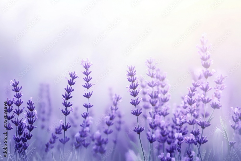 Fototapeta premium Lavender flowers on soft pink background perfect for wellness branding natural cosmetics and aromatherapy visuals