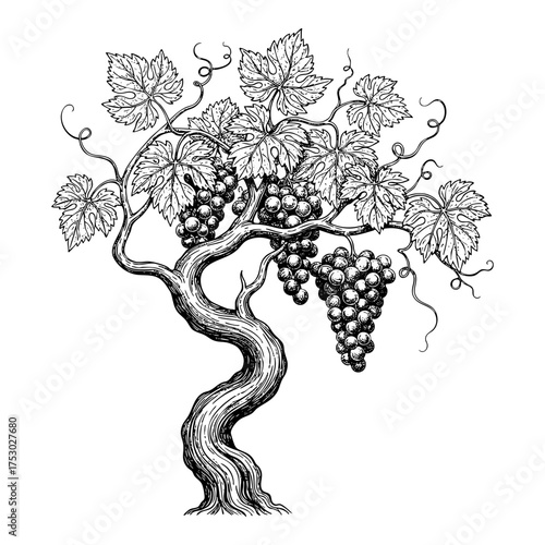Vintage Grape Vine Trunk Plant Engraving Vector Illustration