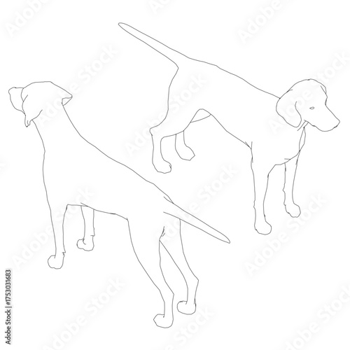 American Foxhound contour drawing features two realistic dogs with detailed fur and visible features. This black outline illustration on a white background is a free printable coloring page.