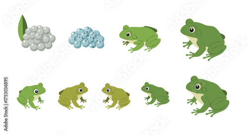 Frog life cycle chart featuring eggs to adult stages in colorful flat design