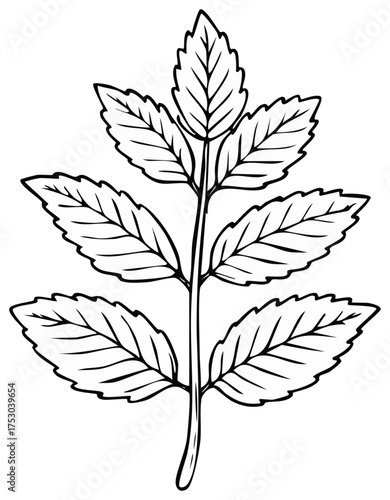 Black and white line art illustration of a fresh mint sprig. Botanical drawing of a spearmint herb.