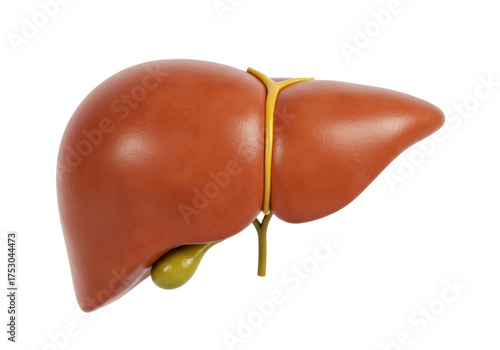 Human liver model isolated, anatomical organ with gallbladder and ducts, medical teaching aid for education and healthcare, no background