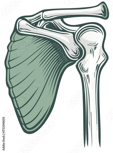 Stylized human shoulder joint anatomy showing scapula clavicle and humerus bones