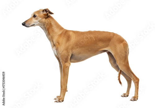 Isolated Greyhound standing in profile, a sleek dog breed known for its incredible speed