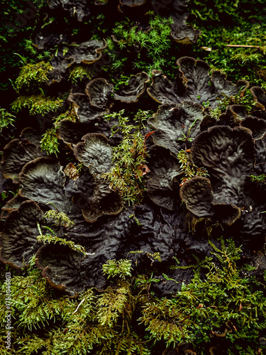 Up-close shot of Tree climacium moss (Climacium dendroides); Green and luscious mossy nature texture and background