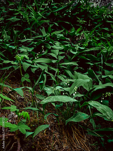 Green leaf texture lily of the valley, natural background, lily of the valley leaf