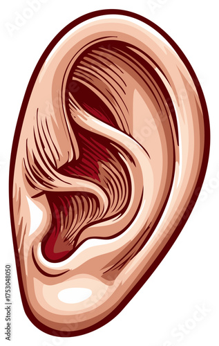 Stylized Human Ear Illustration with Detailed Anatomy and Shadow Effects
