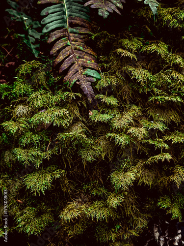 Lush green ferns, moss, and small plants cling to an old, textured stone wall, showcasing nature reclaiming its space. A rustic and organic background.