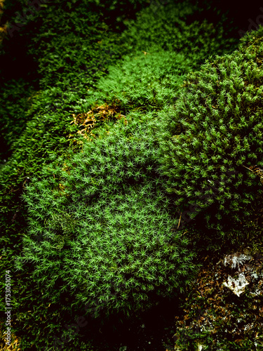 Seamless moss grass texture for decoration, wall mural, green for interior architecture, ambient wall moss grass lawn