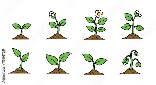 Illustration of plant growth stages, showing the development of a plant from seed to full bloom and then wilting