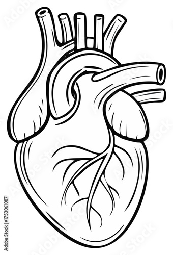 Black and white illustration of a human heart with visible arteries and veins