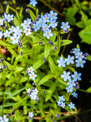 Blue field flowers illuminated by the morning sunlight. Spring flowering plants. Small blue wildflowers