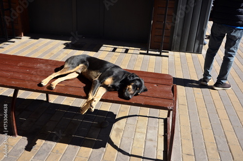 A stray dog sleeps on a bench near a bus stop on a city street