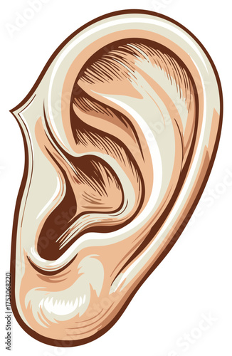 Illustration of a human ear for listening and hearing with realistic skin tones, detail and shading