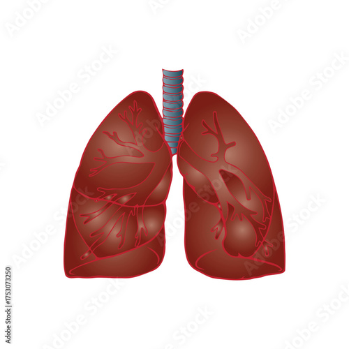 Anatomical illustration of the human respiratory system's lungs, depicting bronchi and blood vessels with detailed internal structure