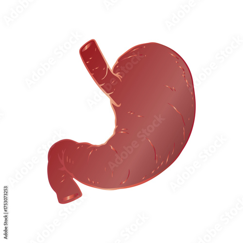 Anatomically correct illustration of the human stomach organ isolated on a white background for medical and scientific use
