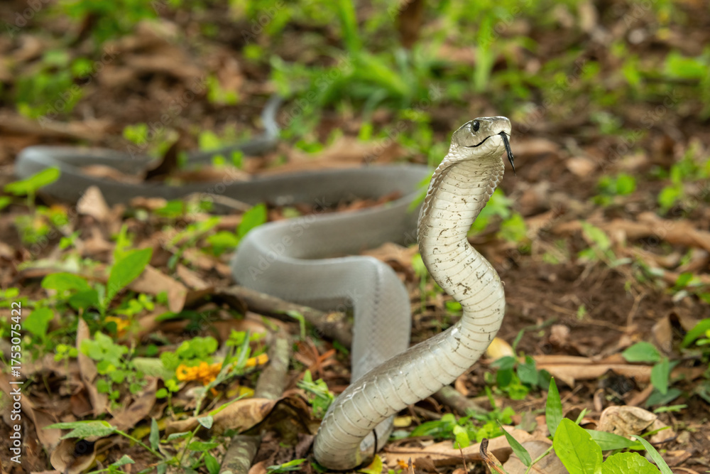 Obraz premium The feared Black Mamba (Dendroaspis polylepis) raising its head in a defensive pose – Africa’s deadly venomous snake