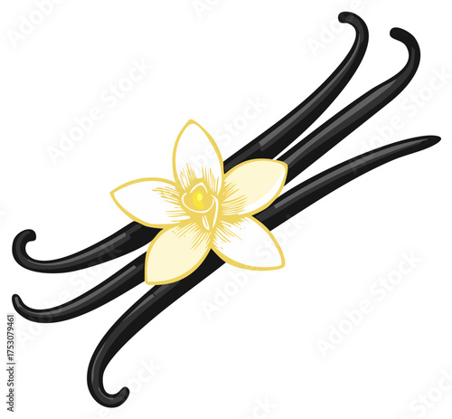 Vanilla flower and three dark aromatic pods natural ingredient for sweet desserts and culinary flavor