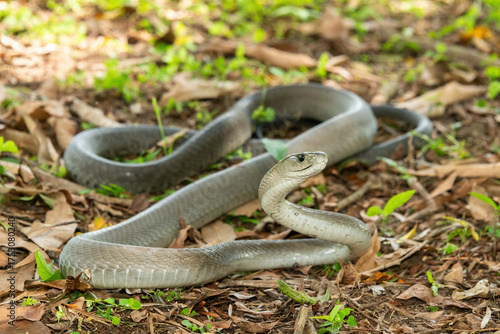 The feared Black Mamba (Dendroaspis polylepis) raising its head in a defensive pose – Africa’s deadly venomous snake