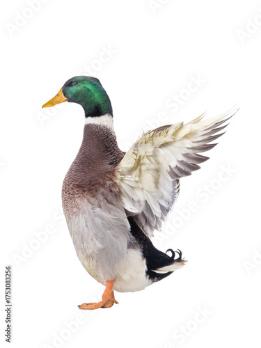 Quadro su tela duck with spread wings isolated on white background