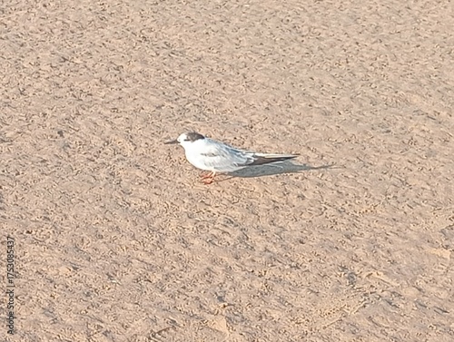 A common tern on the beach