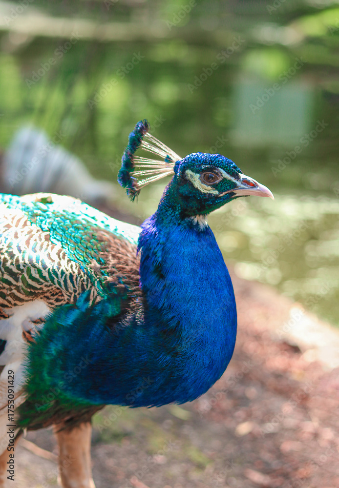 Fototapeta premium beautiful blue peacock head with green tail. A selective focus shot of a peacock head. Indian peafowl blur background Pavo cristatus male. High quality photo