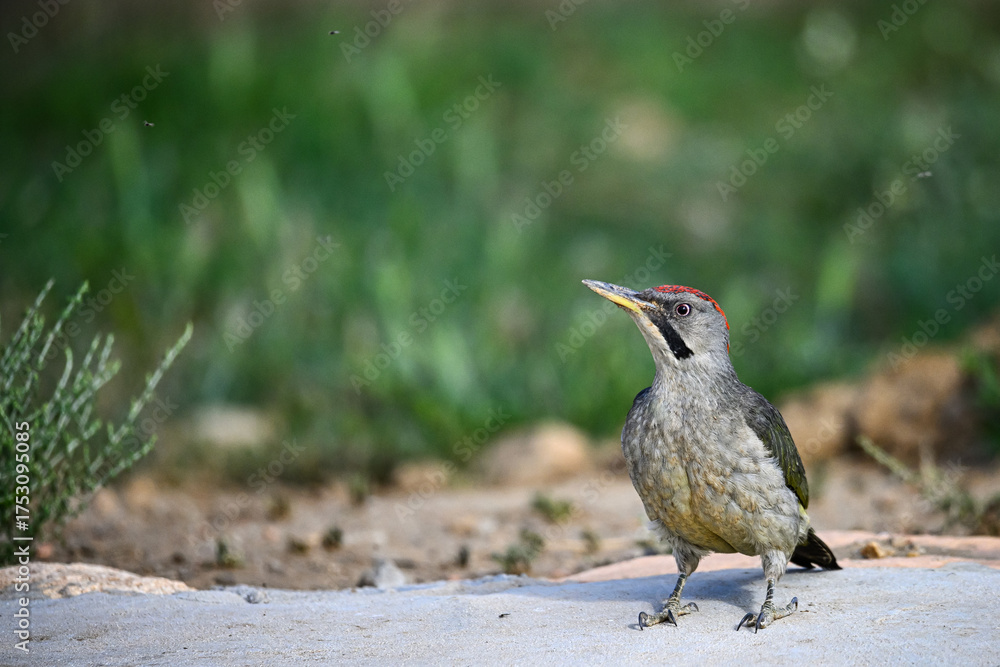 Fototapeta premium Great Spotted Woodpecker, perched on the ground.
