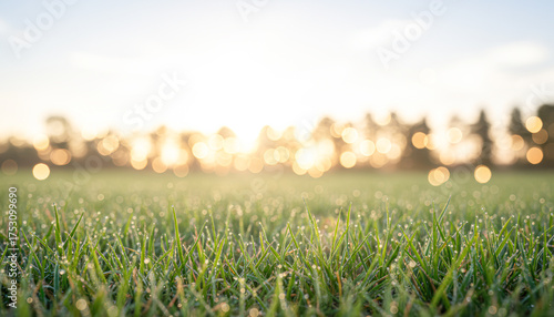 A close-up view of dewy grass blades glistening in the morning light, with a soft focus on a blurred background of trees.